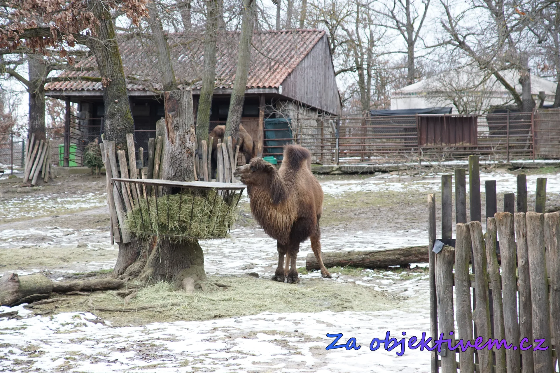 Velbloud dvouhrbý domácí